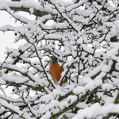 Robin in Profusion crabapple